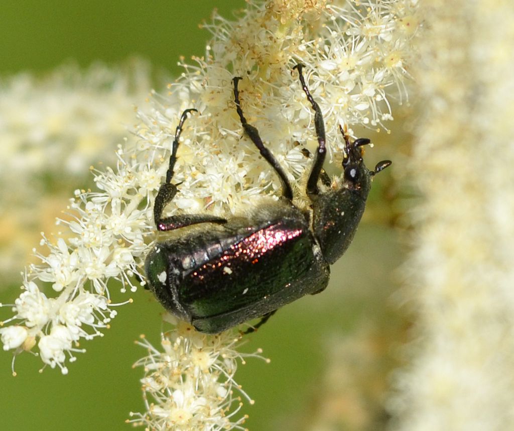 Cetoniidae:   Gnorimus nobilis nobilis